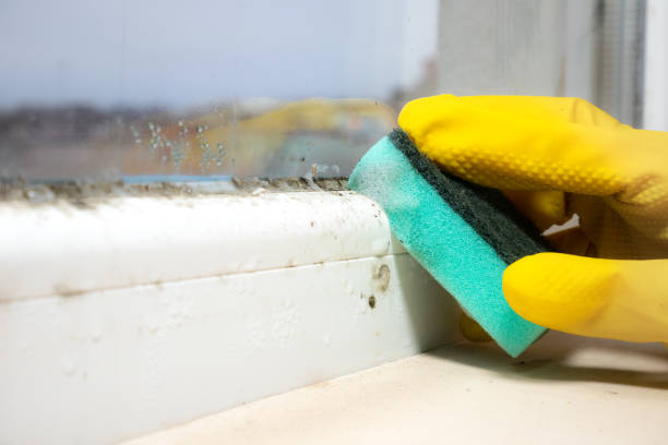 Best Office Mold Removal Services  in Pittsboro, NC