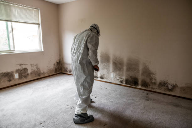 Best Black Mold Removal  in Pittsboro, NC
