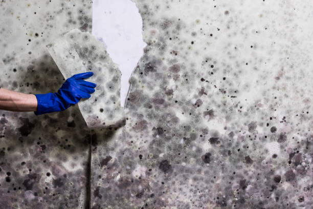Best Residential Mold Removal  in Pittsboro, NC