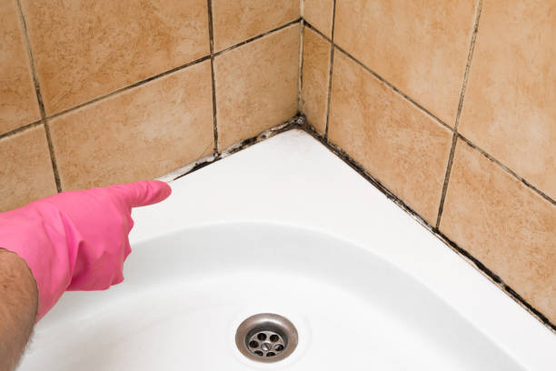 Home Mold Removal in Pittsboro, NC