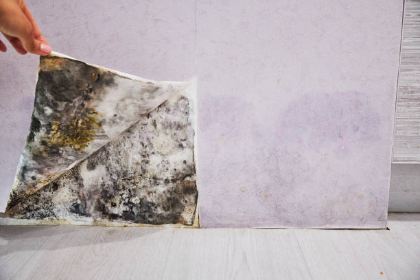Attic Mold Removal in Pittsboro, NC
